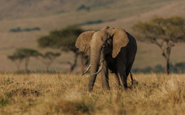 Comment organiser un safari en montgolfière dans le Serengeti, Tanzanie?